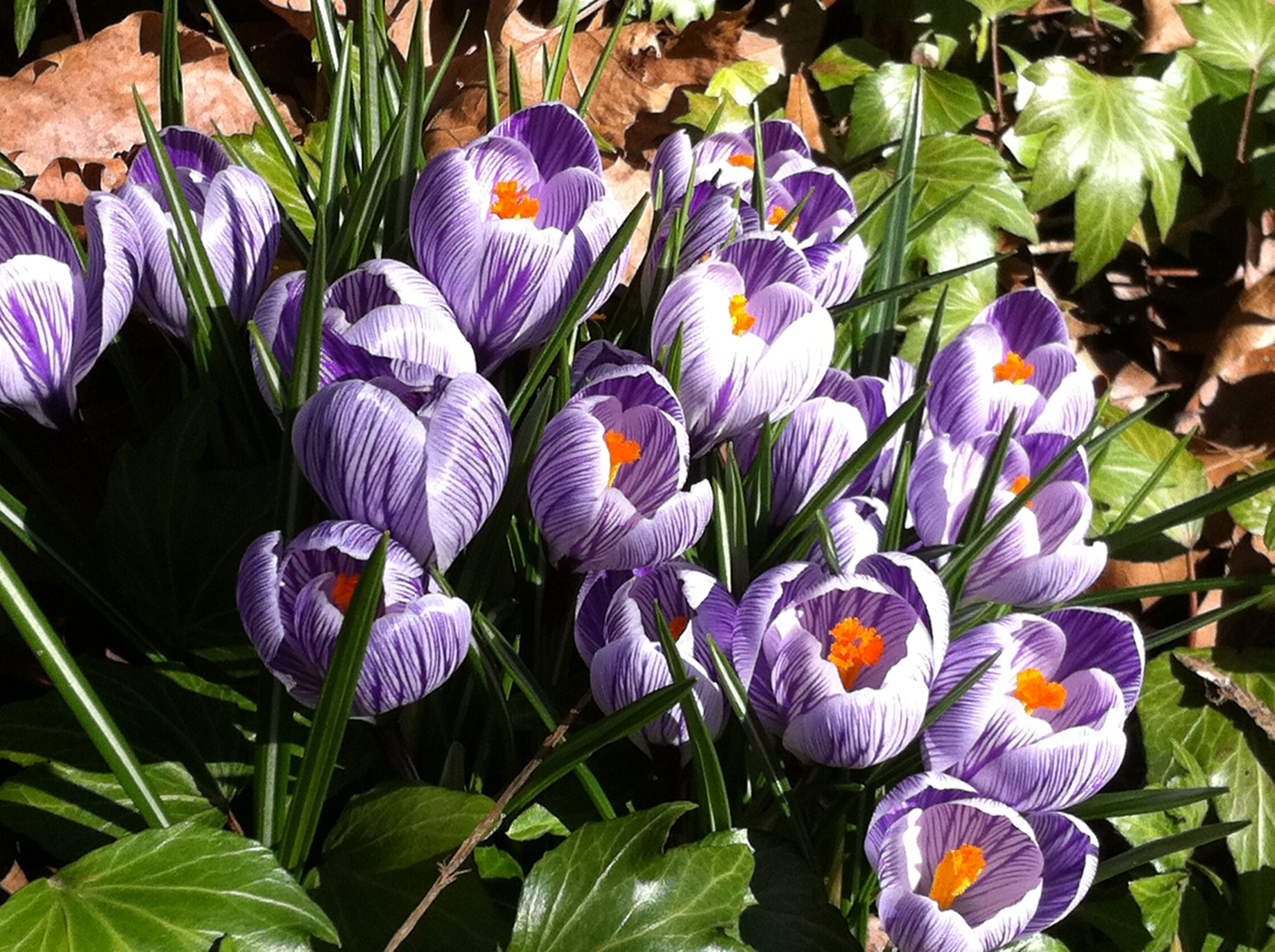Crocus